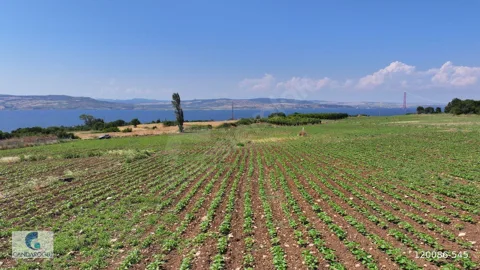 ÇANAKKALE LAPSEKİ SULUCA BOĞAZ VE KÖPRÜ MANZARALI SATILIK TARLA